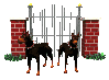 dogs by a gate