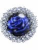 blue rose circle
