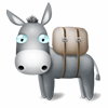 cute donkey