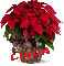 Christmas Flower - Linda