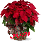Christmas Flower - Judi