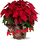 Christmas Flower - Kimmy