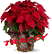 Christmas Flower - Tracey