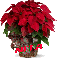 Christmas Flower - Nita