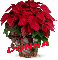 Christmas Flower - Donna