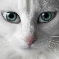 Cute Cat