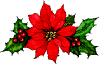 poinsettia and holly