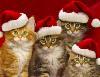 merry christmas kittens