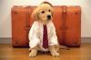 Dog with tie