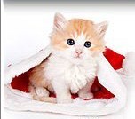 Kitten Christmas