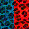 blue & red Leopard