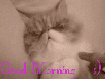 good  morning cat