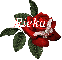 Butterfly Red Rose - Rieka