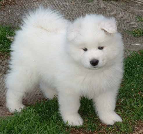 Cute Pups
