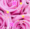 pink roses icon