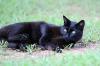 Black cat = Lucky