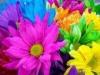 colorful Flower Background