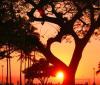 sunset tree heart