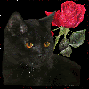 Black Cat and Red Rose