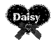 Stary Heart Daisy