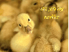duckling are you my mudder (mother)