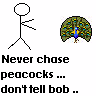 Never Chase Peacocks