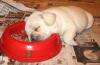 dog sleeping on food dish