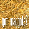 got maggots?
