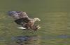 eagle landing
