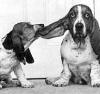 dog biting dogs ear