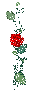 Red-Rose
