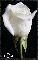 White Rose for Jo-Beth