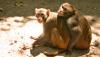 Two Monkeys in Love