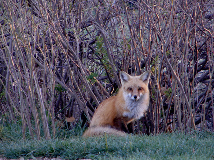 Fox