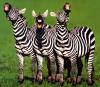 Singing Zebras