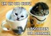 kittens in cup