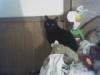 my cat jasper<3