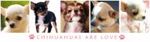 Chihuahuas are Love