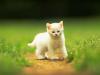 White kitten