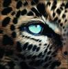 leopard eye