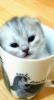Little kitty cup :D