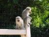 monkeys on bench
