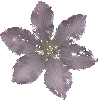 delcate flower