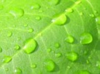 Raindrops