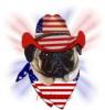 patriotic pug