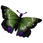 Tatoo