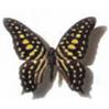 Black and Yellow Butterfly