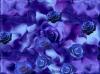blue purple roses