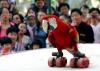 roller skatin parrot