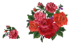 more roses